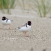 Kulík černohlavý - Thinornis cucullatus - Hooded Plover o2166